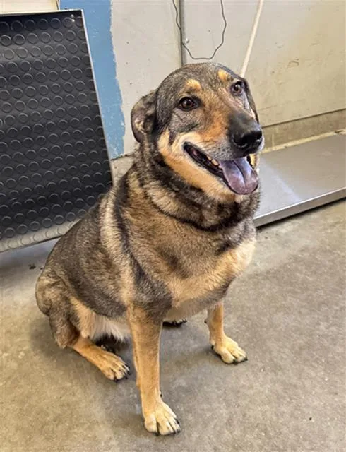 An adult large-sized male German Shepherd Dog dog named Hank for adoption in Camarillo, CA