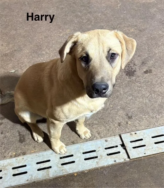 A young medium-sized male Black Mouth Cur dog named Harry for adoption in Zimmerman, MN