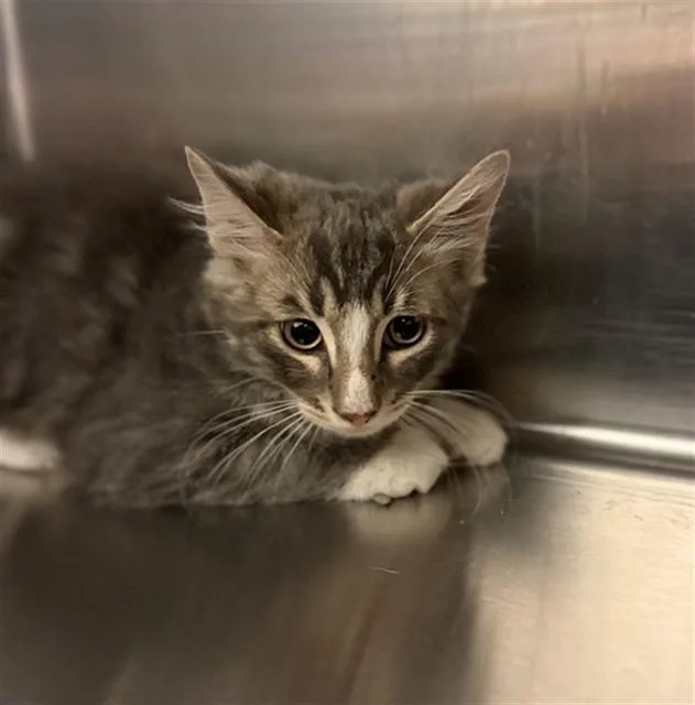 A baby small-sized male Domestic Long Hair cat named Croissant for adoption in Conroe, TX