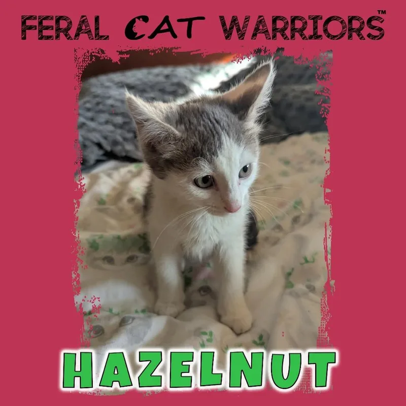 Hazelnut