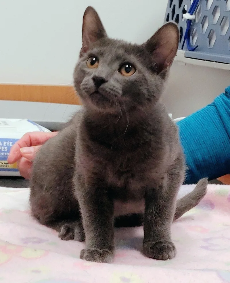 A baby medium-sized male Gray / Blue / Silver Domestic Short Hair cat named Flint for adoption in Waynesboro, VA