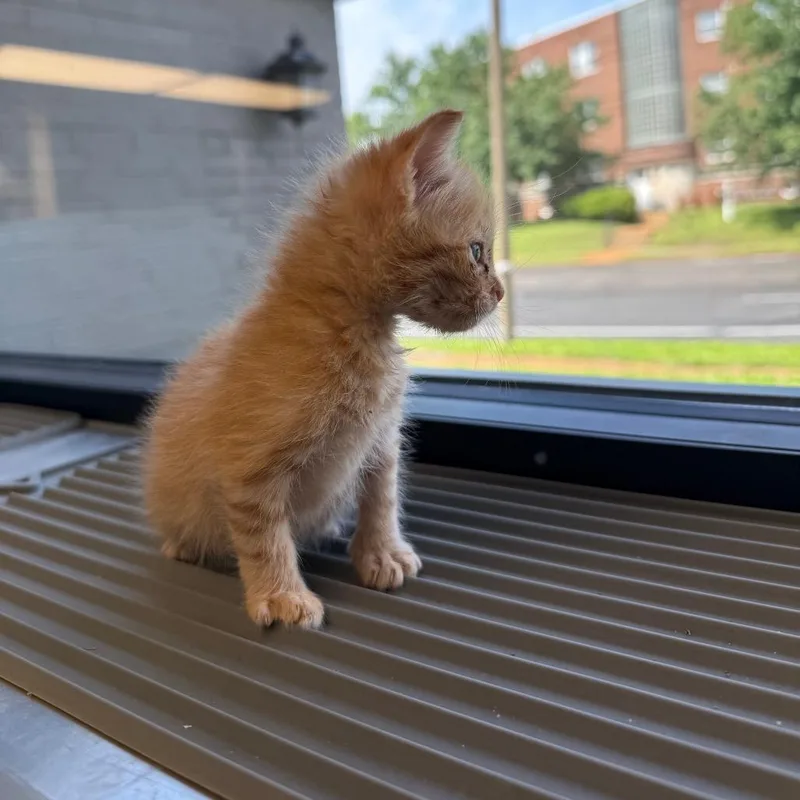 A baby small-sized female Orange / Red Domestic Short Hair cat named Peaches for adoption in St. Louis, MO
