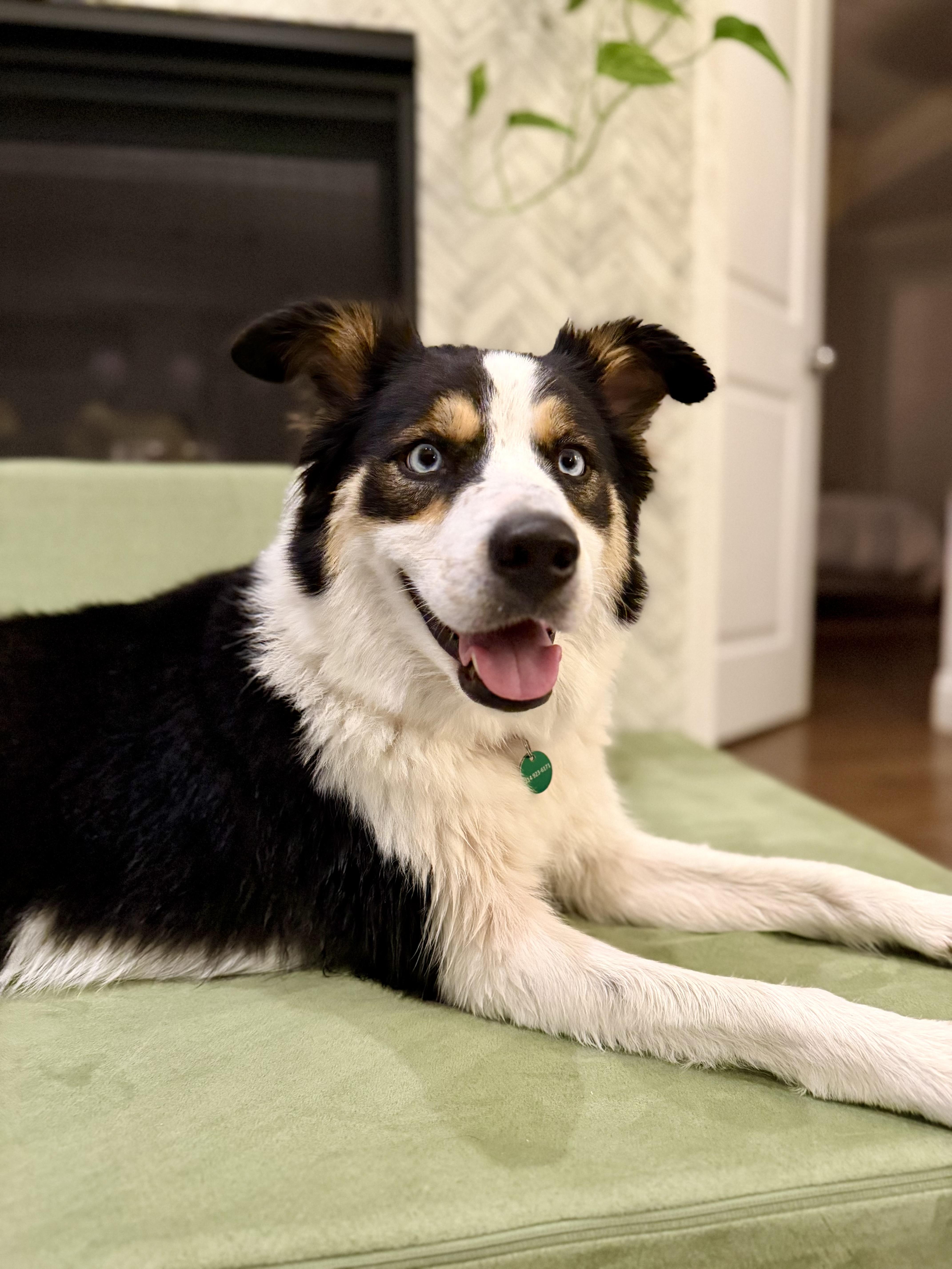 A young medium-sized female Australian Shepherd dog named Sage for adoption in Coppell, TX