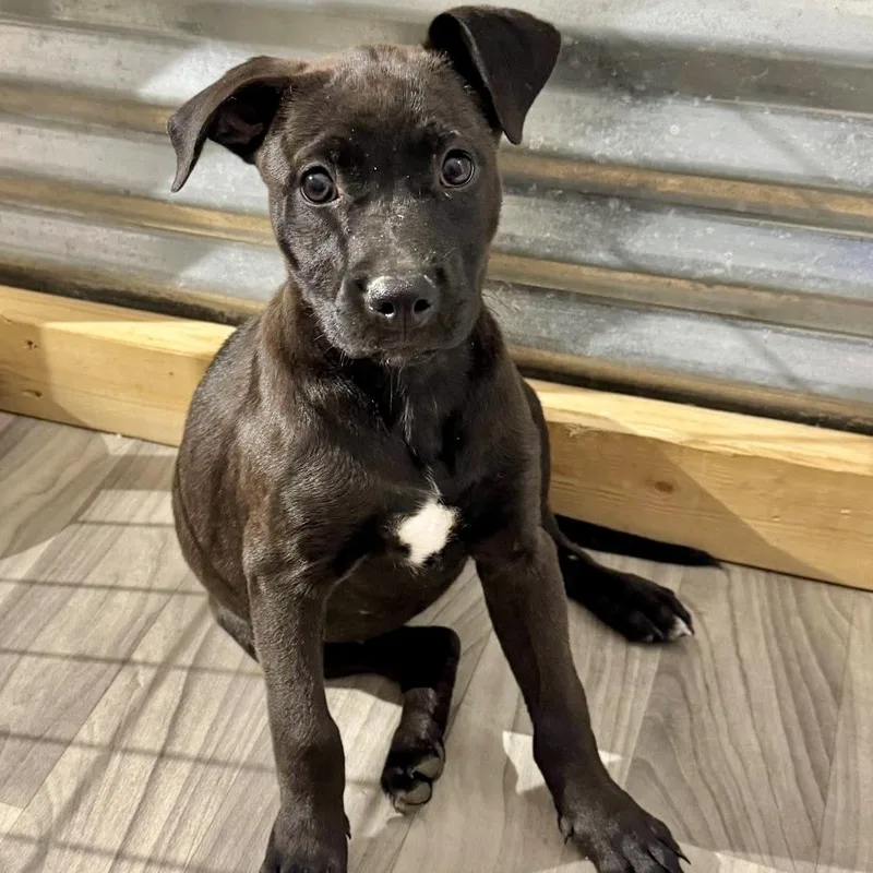 A baby medium-sized female Black Labrador Retriever dog named Angel for adoption in Tunica, MS