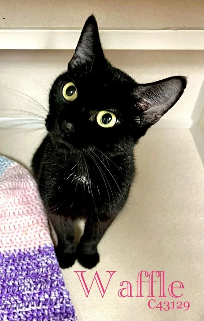 An adult medium-sized female Domestic Short Hair cat named Waffle for adoption in Clarksville, TN