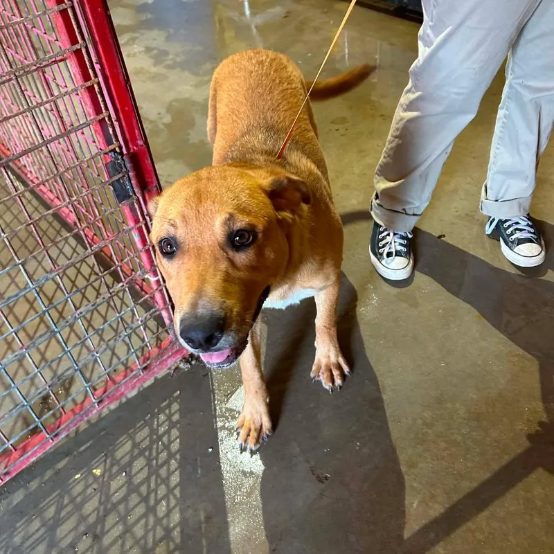 A young large-sized female Red / Chestnut / Orange Black Mouth Cur dog named Lovey for adoption in Madill, OK