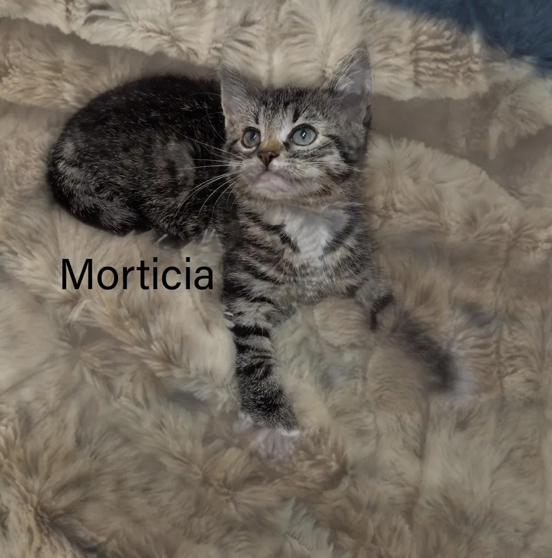 Morticia thumbnail 3