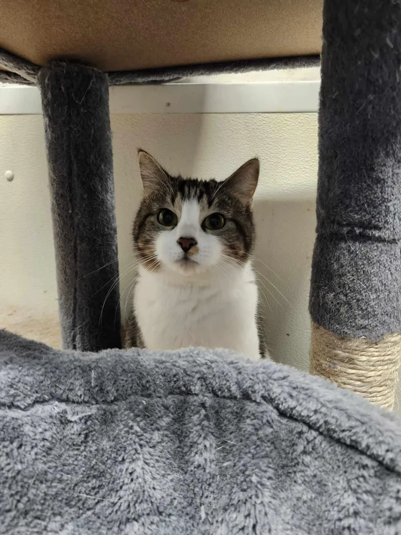 Momma Cat thumbnail 2