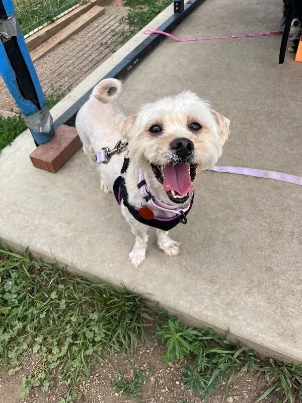 An adult medium-sized female White / Cream Miniature Poodle dog named Saucepan for adoption in Fort Collins, CO