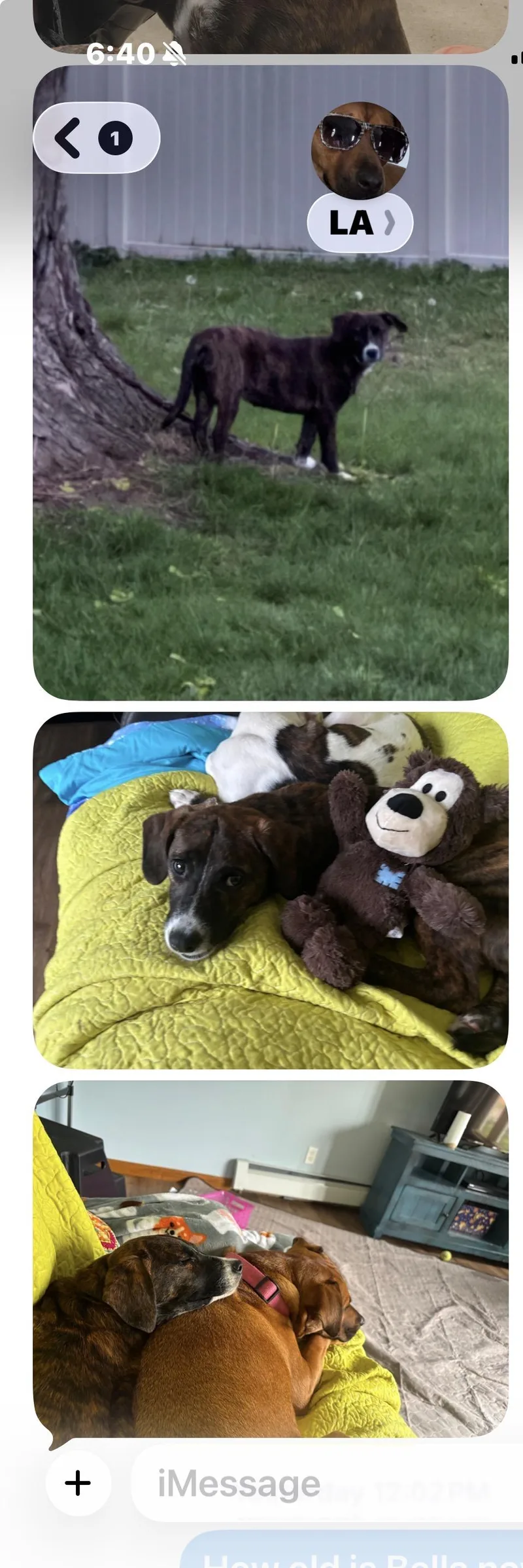 A young medium-sized female Mixed Breed dog named Bella for adoption in Monona, WI