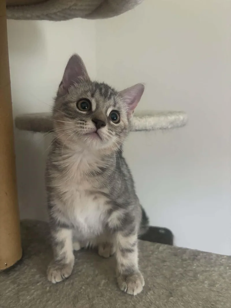 A baby medium-sized female Domestic Short Hair cat named Sugar for adoption in Stewartsville, NJ
