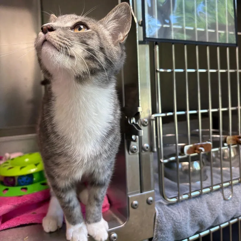 A young medium-sized male Brown / Chocolate Domestic Short Hair cat named Anchovy for adoption in Harrisonburg, VA