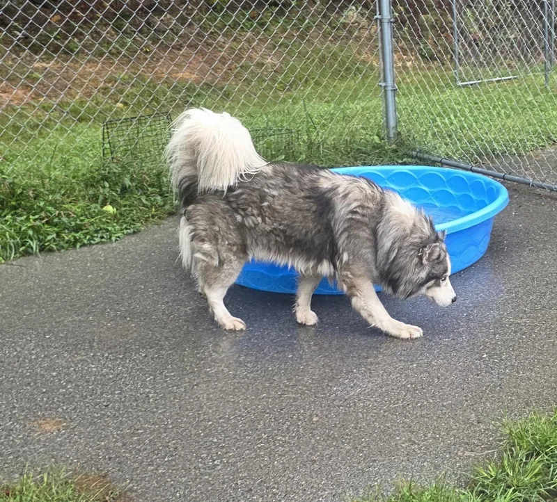 An adult large-sized male Siberian Husky dog named Hachi for adoption in Fayetteville, WV
