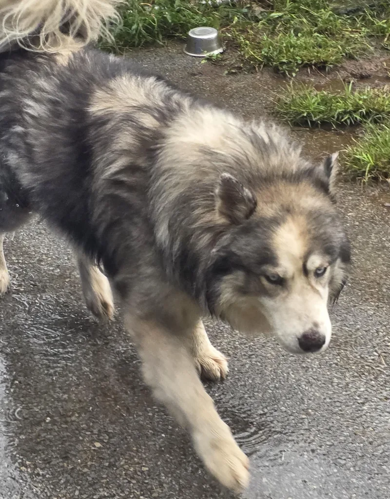 Hachi thumbnail 2