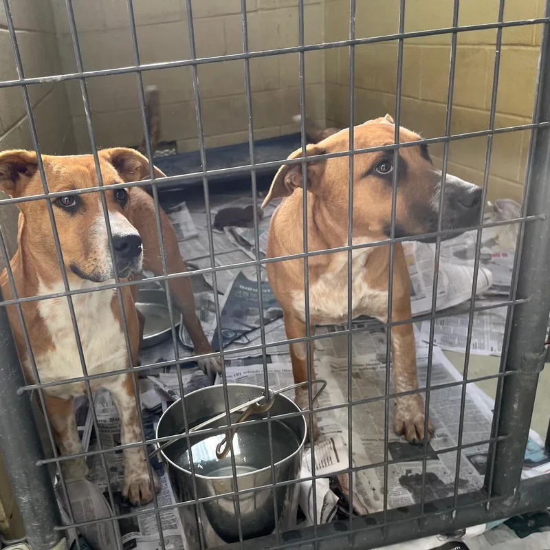 Boomer Rae thumbnail 5