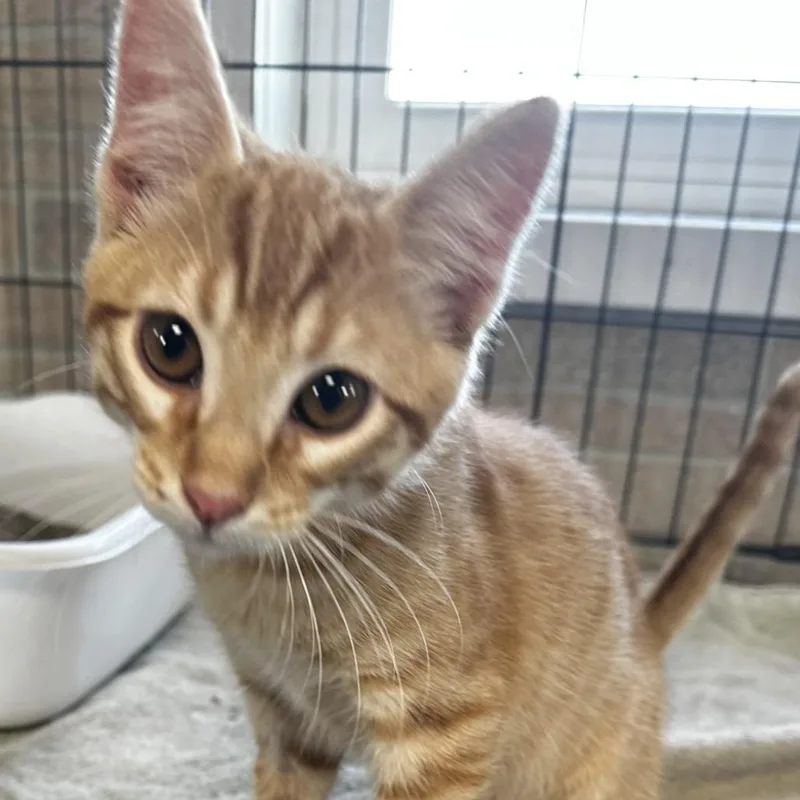 A baby small-sized male Orange / Red Domestic Short Hair cat named McDreamy for adoption in Grinnell, IA