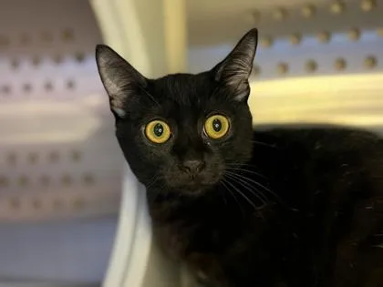 A baby medium-sized male Domestic Short Hair cat named Jovial for adoption in Newberg, OR