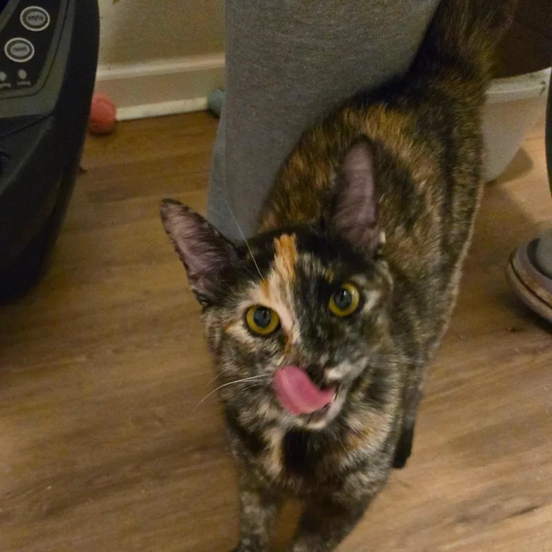 An adult medium-sized female Tortoiseshell Domestic Short Hair cat named Stella for adoption in Houston, TX