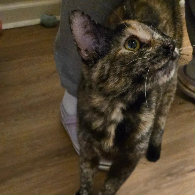 Stella thumbnail 3