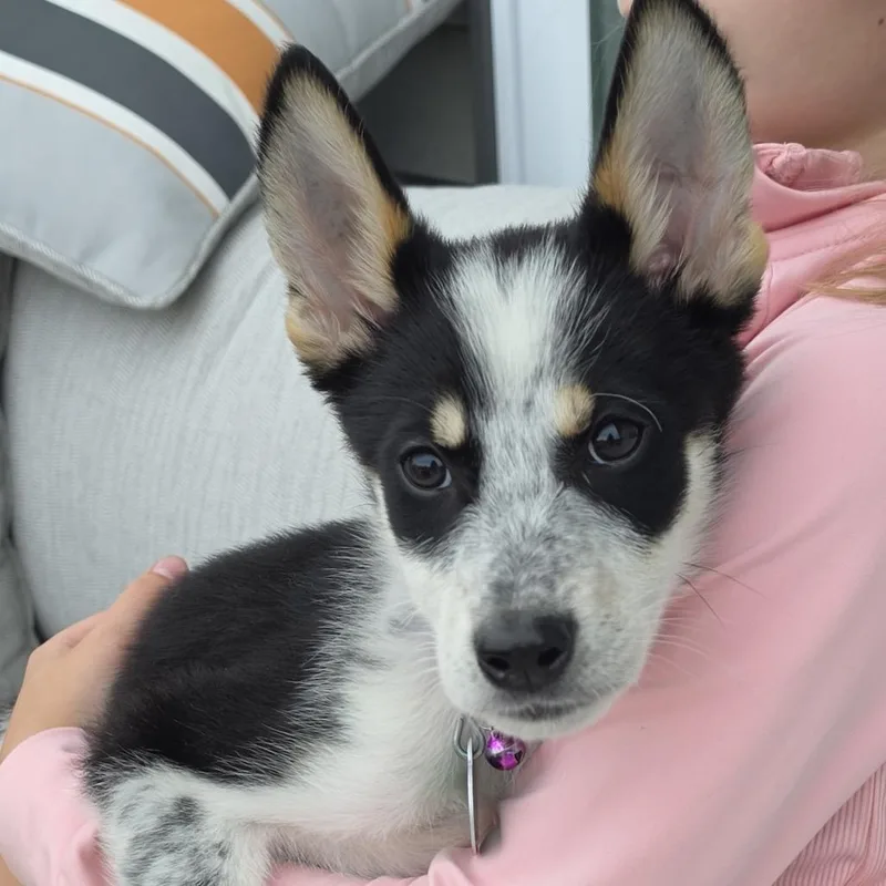 A baby small-sized male Black Mixed Breed dog named PlayStation for adoption in Buffalo, MN