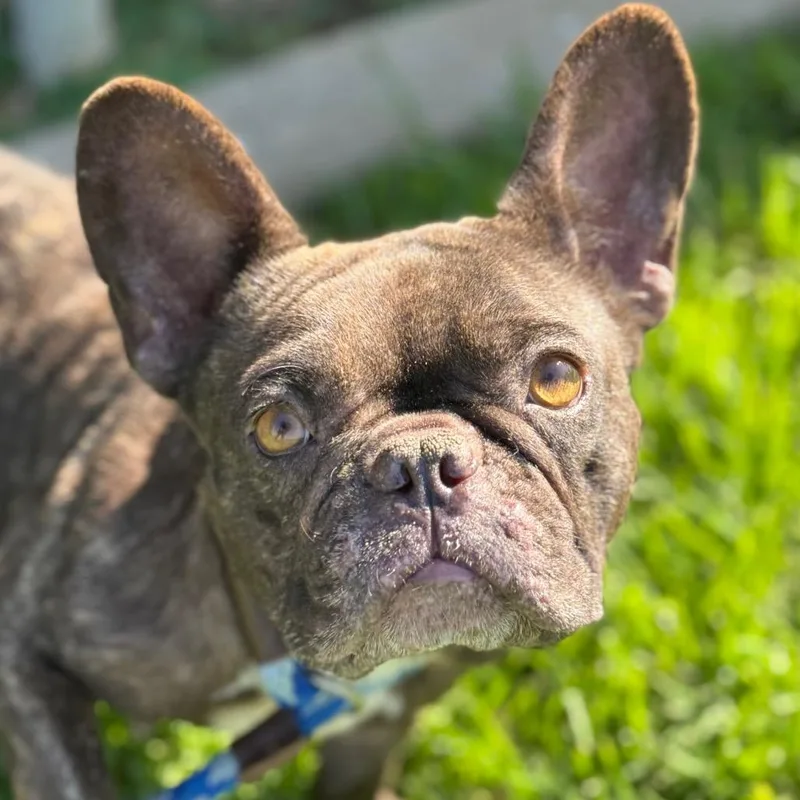An adult small-sized female Brown / Chocolate French Bulldog dog named Padme for adoption in Santa Barbara, CA