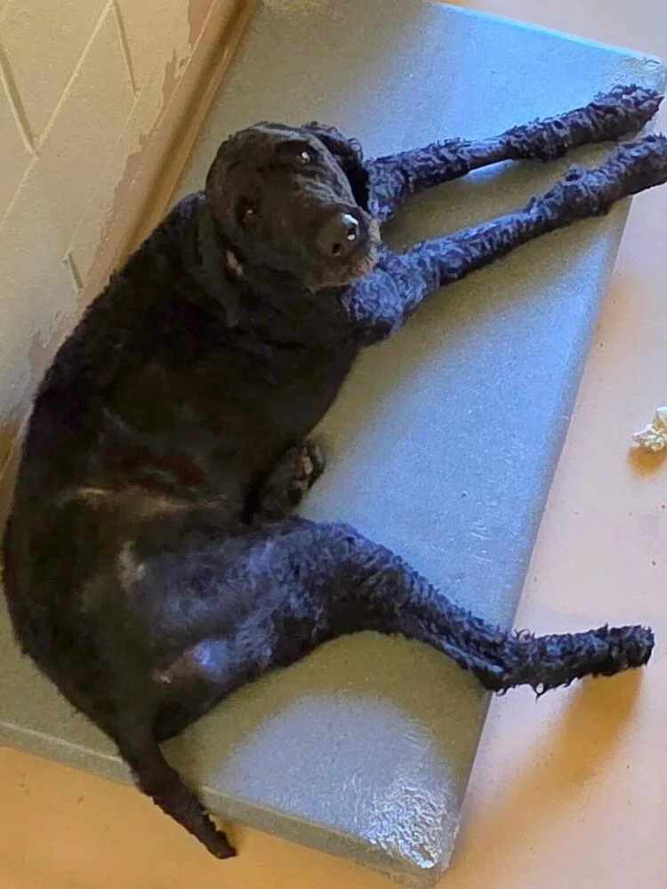 An adult large-sized male Black Poodle dog named Seppe for adoption in Silver Spring, MD