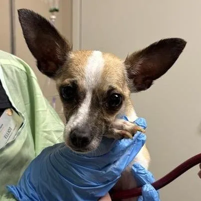 A young small-sized female Brown / Chocolate Chihuahua dog named Ashling for adoption in Tempe, AZ