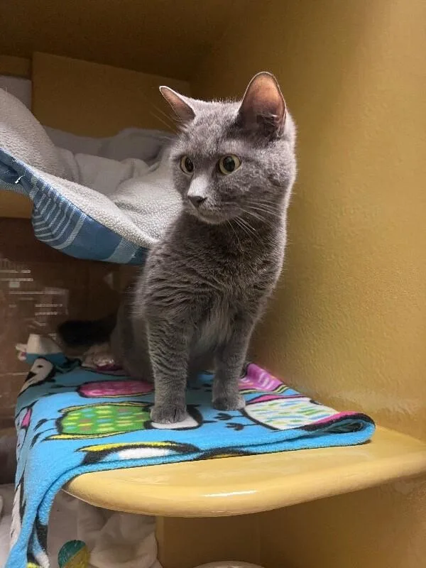 An adult medium-sized female Gray / Blue / Silver Domestic Short Hair cat named Marisol for adoption in Fort Collins, CO