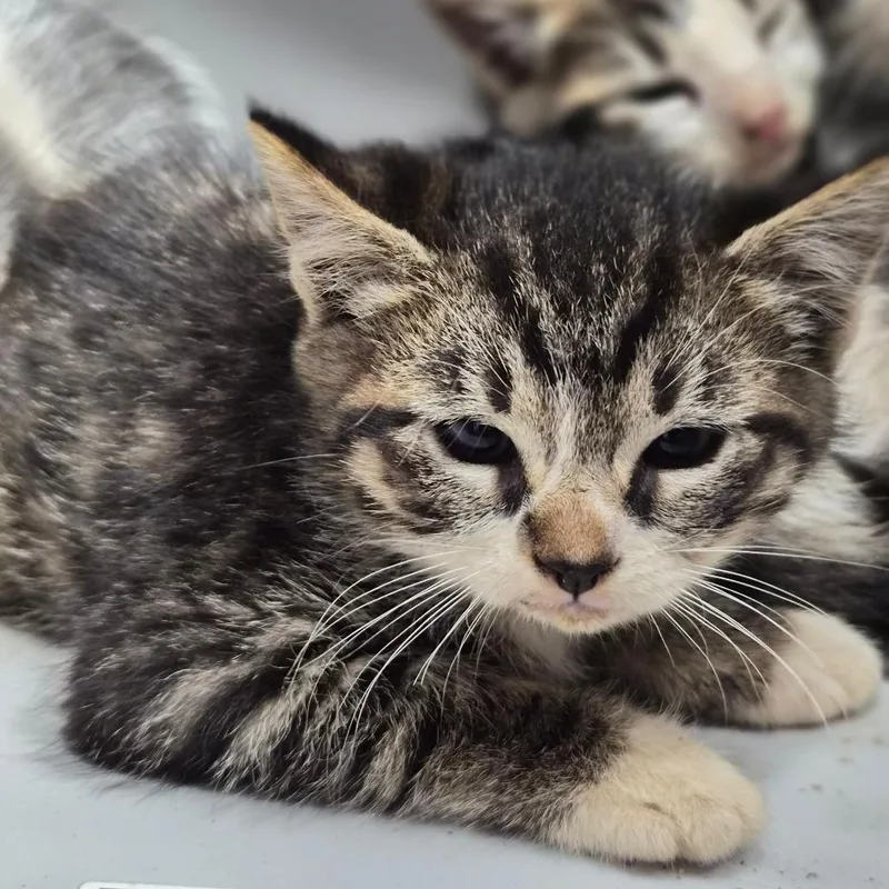 A baby small-sized male Black Domestic Short Hair cat named Habanero for adoption in Wahiawa, HI