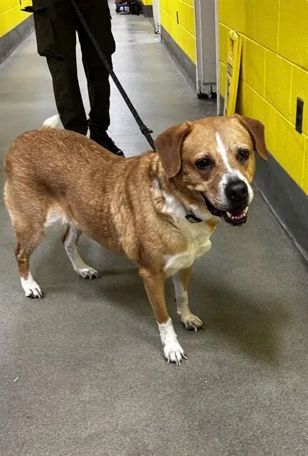 An adult large-sized female Labrador Retriever dog named Casey for adoption in Upper Marlboro, MD