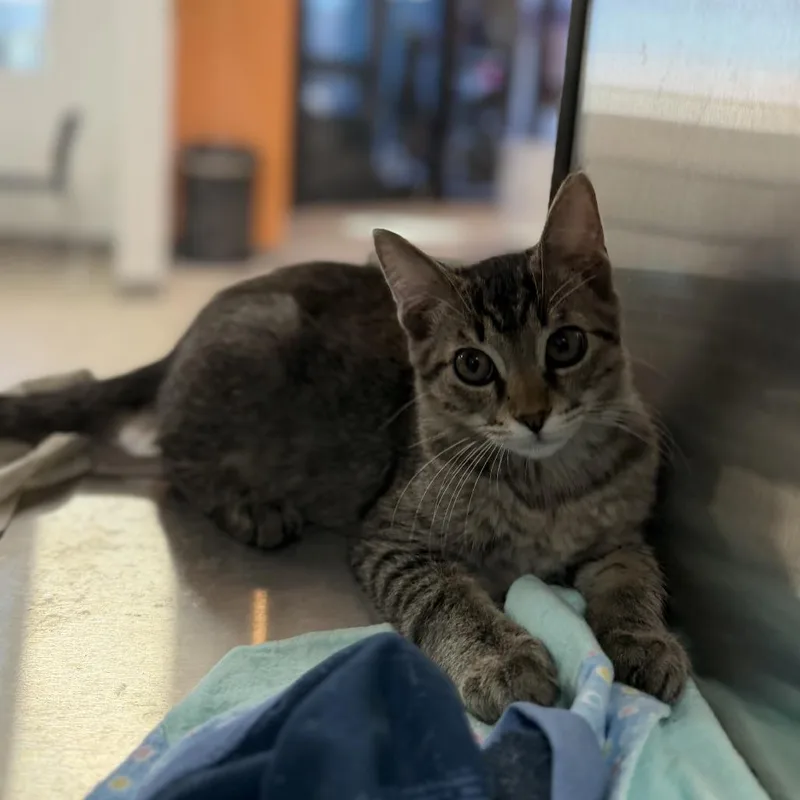 A baby small-sized male Domestic Short Hair cat named Tetris for adoption in Bullhead City, AZ