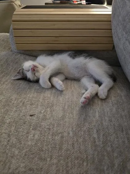 A young small-sized female Domestic Short Hair cat named Miranda Priestly for adoption in Hobart, IN
