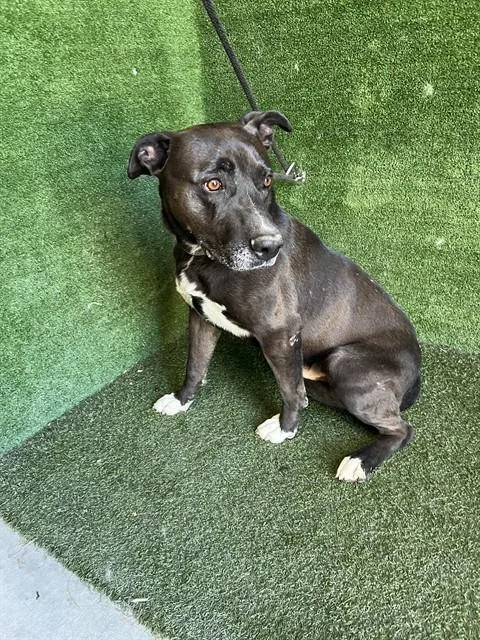 An adult extra large-sized male Labrador Retriever dog named Luis for adoption in Lancaster, CA