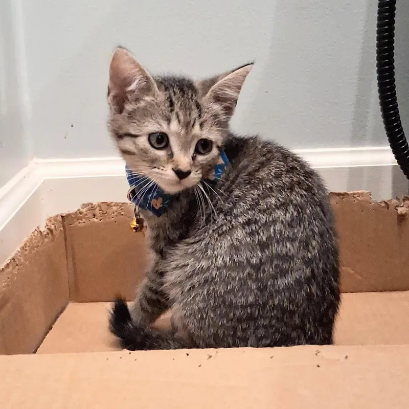 A baby medium-sized female Tabby (Gray / Blue / Silver) Domestic Short Hair cat named Piper for adoption in Charleston, SC