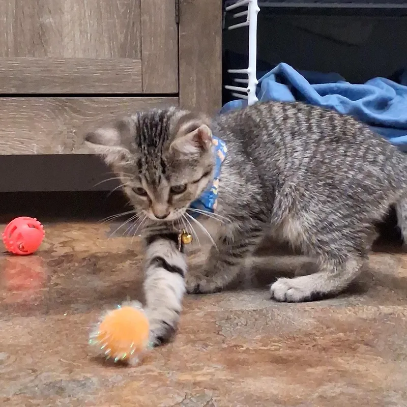Piper thumbnail 2
