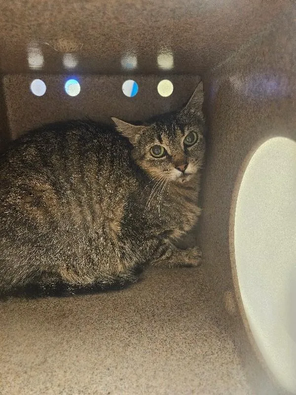 An adult medium-sized female Tabby (Brown / Chocolate) Domestic Short Hair cat named Zoom for adoption in Disputanta, VA