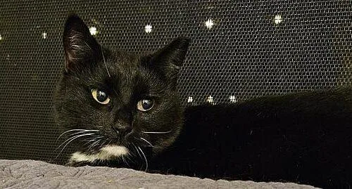 An adult medium-sized female Domestic Short Hair cat named Selena for adoption in Tampa, FL
