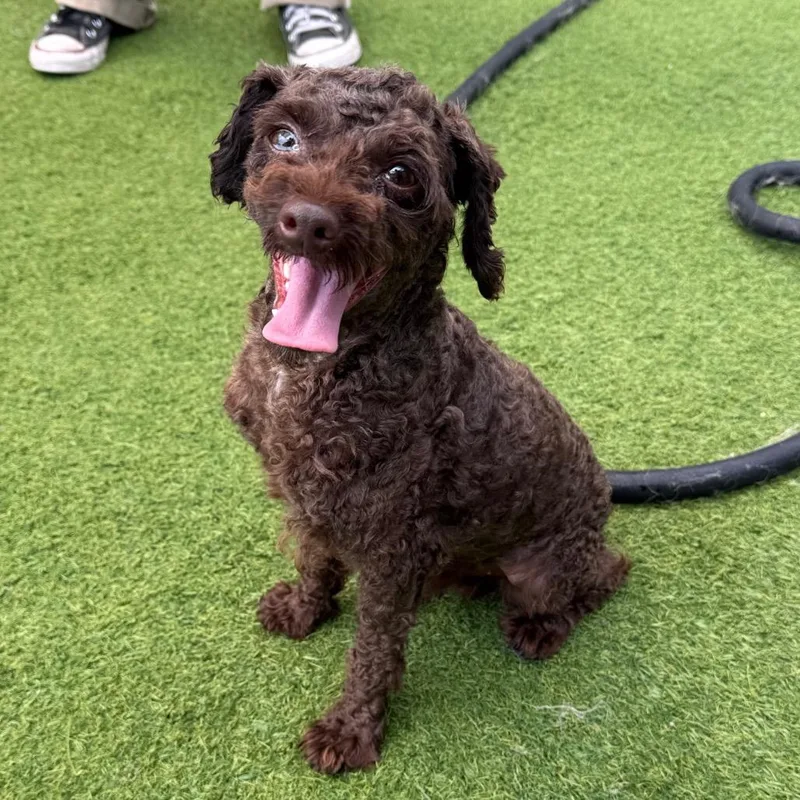 An adult medium-sized male Standard Poodle dog named Bixby for adoption in LOXAHATCHEE, FL