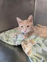 A baby small-sized male Domestic Short Hair cat named Jason for adoption in Bourbonnais, IL