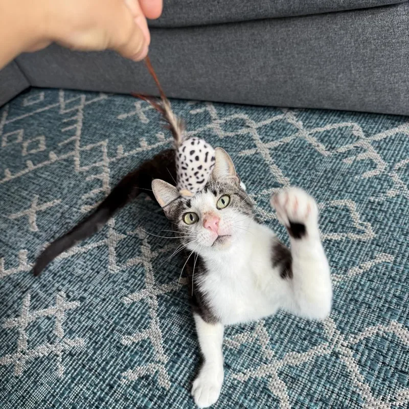 A young medium-sized female White Domestic Short Hair cat named Moonpie for adoption in Long Beach, CA