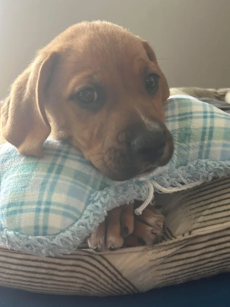 A baby large-sized male Labrador Retriever dog named Buddy for adoption in Collingswood, NJ