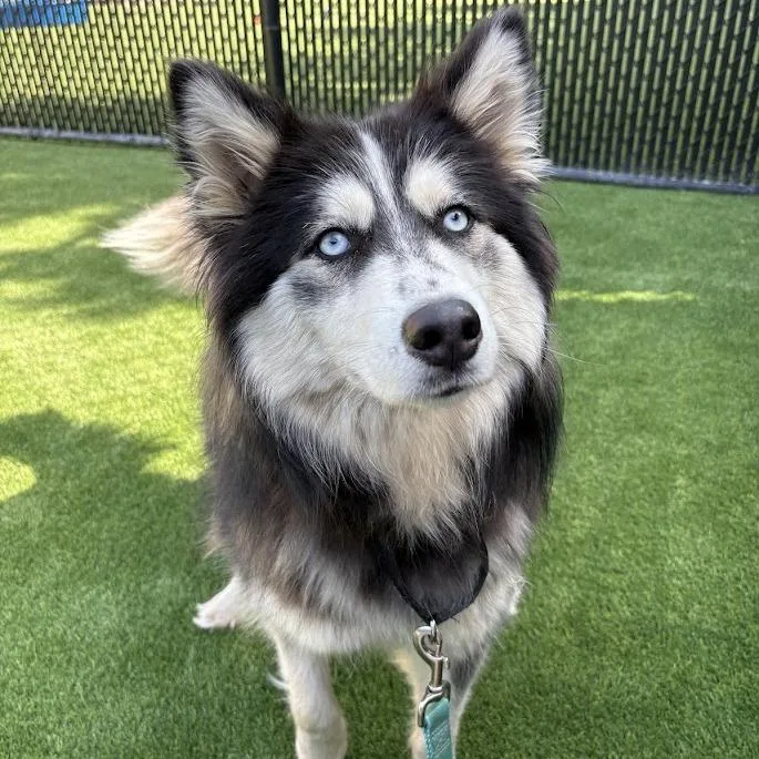 A young medium-sized female Black Husky dog named Halo for adoption in Pittsburgh, PA