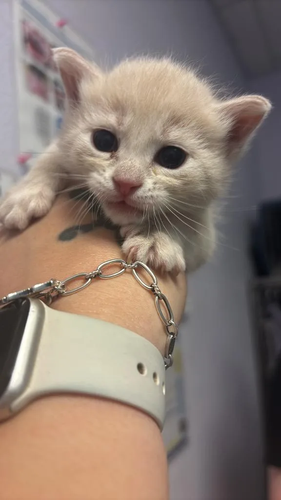 A baby medium-sized female Domestic Short Hair cat named Kiara for adoption in New Braunfels, TX