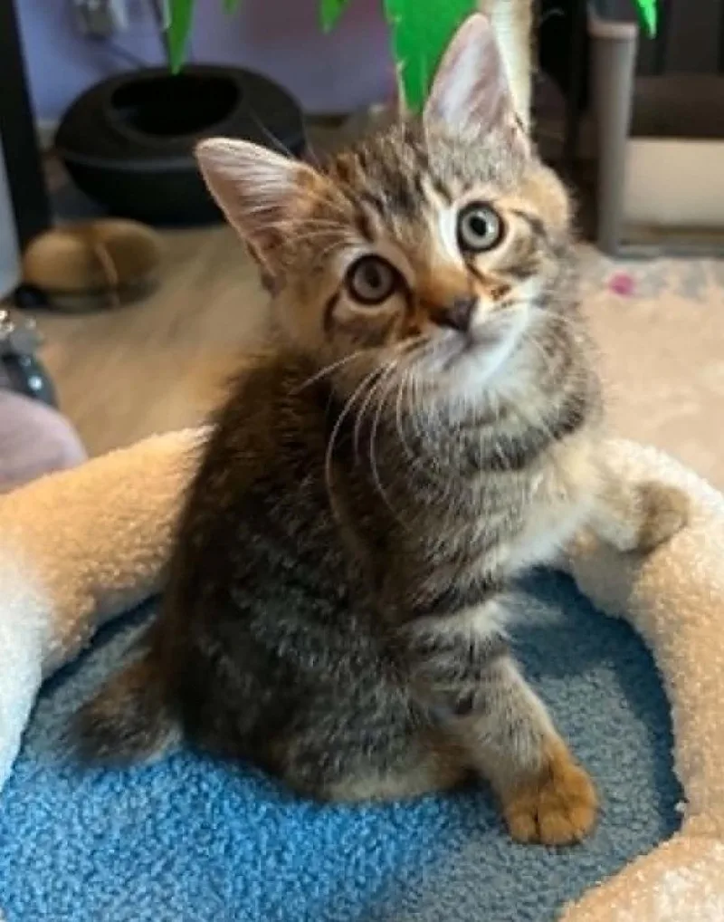 A baby small-sized male Domestic Short Hair cat named Malachi for adoption in Newnan, GA