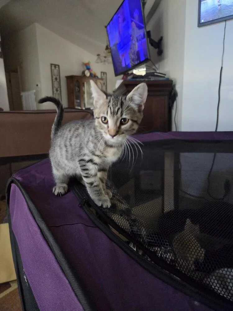 A baby small-sized male Gray / Blue / Silver Domestic Short Hair cat named Hagrid for adoption in Lancaster, CA