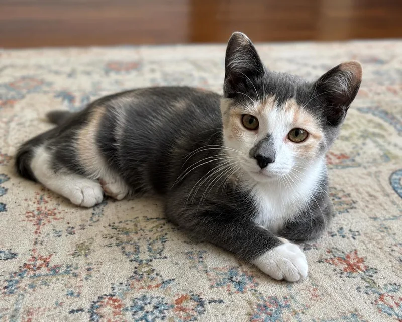 A baby small-sized female Domestic Short Hair cat named Calypso for adoption in Calimesa, CA