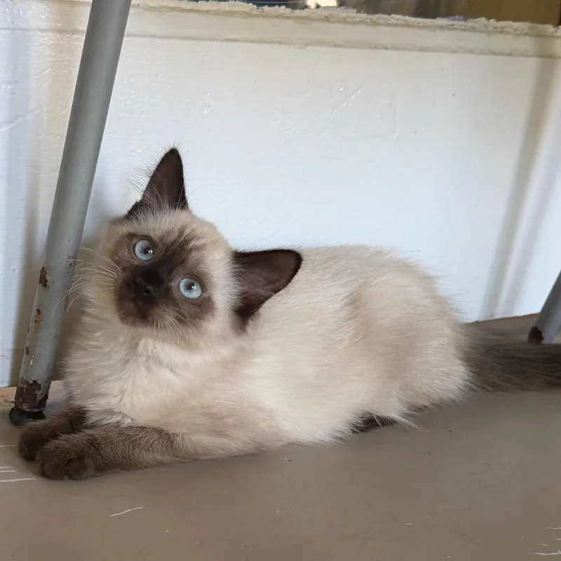 A baby small-sized male White Domestic Medium Hair cat named Angus for adoption in Pittsford, VT