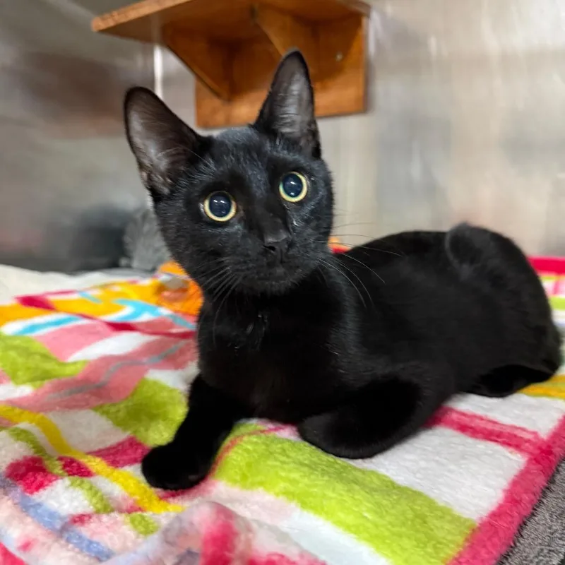 A young medium-sized male Domestic Short Hair cat named Lee Roy for adoption in Pensacola, FL