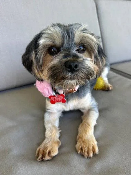 An adult small-sized female Yorkshire Terrier dog named Sedona for adoption in San Diego, CA