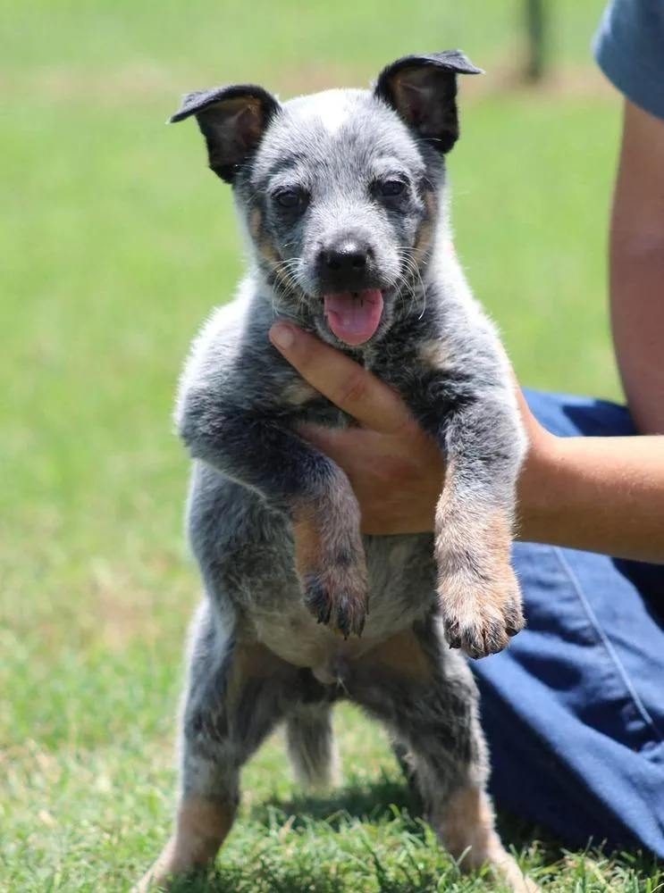 A baby small-sized male Australian Cattle Dog / Blue Heeler dog named Spaghetti for adoption in Rockland, WI